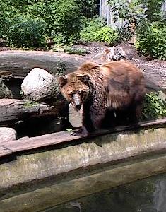 Wer mit dem Bär tanzt - imposanter Zoologischer Garten in Schwerin